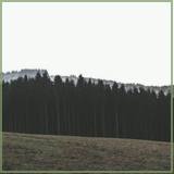 DumanBayrak