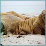 RetroVadi