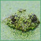 MercanPusula