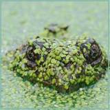 ZirvePusula