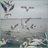 KivilcimOfsayt