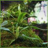 KivilcimNota