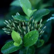 VelvetPusula