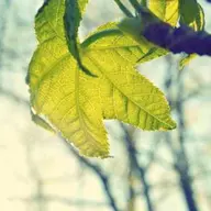 CesurSovalye