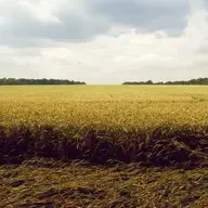 AyazKamera