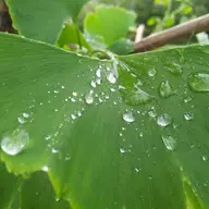 SisliNota